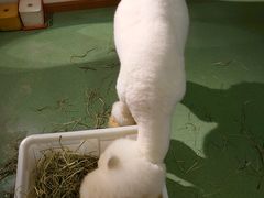 羊驼-藦茜花园宠物主题亲子互动体验馆(国顺东路店)