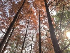 -白鹭湾湿地公园