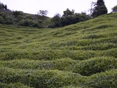 -东白山