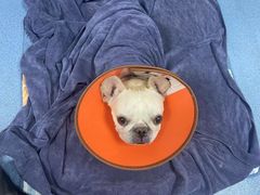 -特一安24小时宠物医院·骨科·中兽医