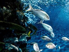-上海海洋水族馆