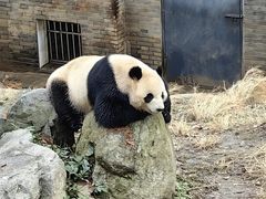 -都江堰中华大熊猫苑