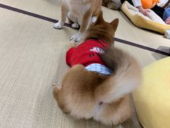 -逗柴咖啡屋·狗咖猫咖宠物桌游