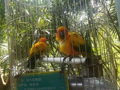 -东部华侨城