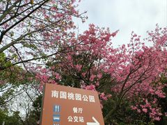 -南国桃园旅游度假区