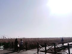 -盐城丹顶鹤湿地生态旅游区