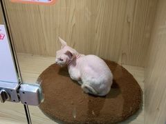 -屋虎猫馆(宝安大仟里店)