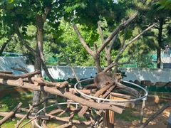 -西霞口神雕山野生动物世界