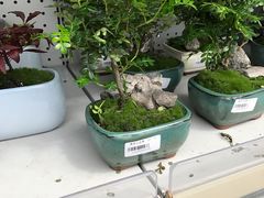-上海鲜花港