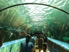 -悉尼海洋生物水族馆