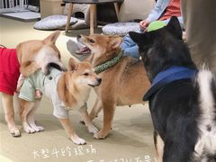 -逗柴咖啡屋·狗咖猫咖宠物桌游