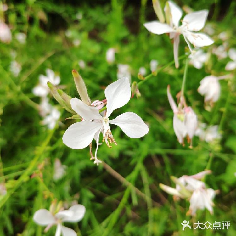 山桃草（玉蝶花，千鸟花）