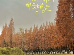 -升仙湖公园