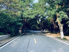 -八大关景区