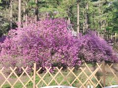 -黑龙江省森林植物园