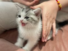 -袖虎·猫馆(体育西路店)