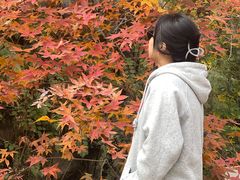 -北京鹫峰国家森林公园
