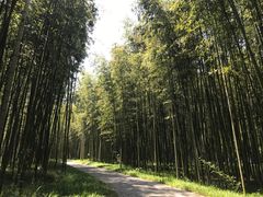 -黄海国家森林公园