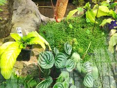 -国家植物园南园