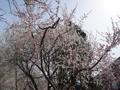 -桃花堤公园