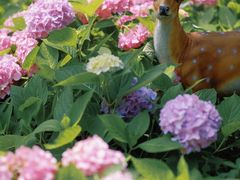 -上海共青森林公园