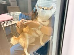 -瑞派·关忠动物医院·猫专科·犬专科(三环新城店)