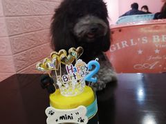 -百好乐宠物友好餐厅(朝外大街店)