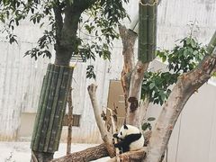 -成都大熊猫繁育研究基地