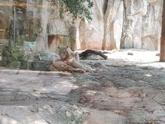 -灵玲国际马戏城