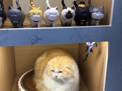 -喵园·猫主题咖啡厅·撸猫·猫咖(国贸店)