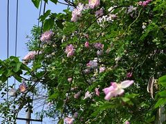 -百花洲