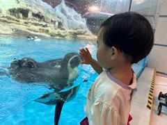 -帝企鹅自助餐厅•儿童岛•真企鹅(长隆企鹅酒店)