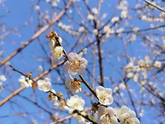 -广州市流溪河国家森林公园