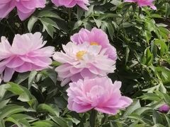 -洛阳市隋唐城遗址植物园