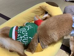 -逗柴咖啡屋·狗咖猫咖宠物桌游