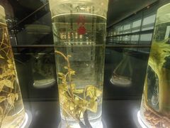 -广东中医药博物馆