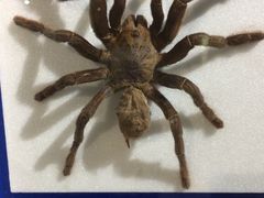 -上海昆虫博物馆