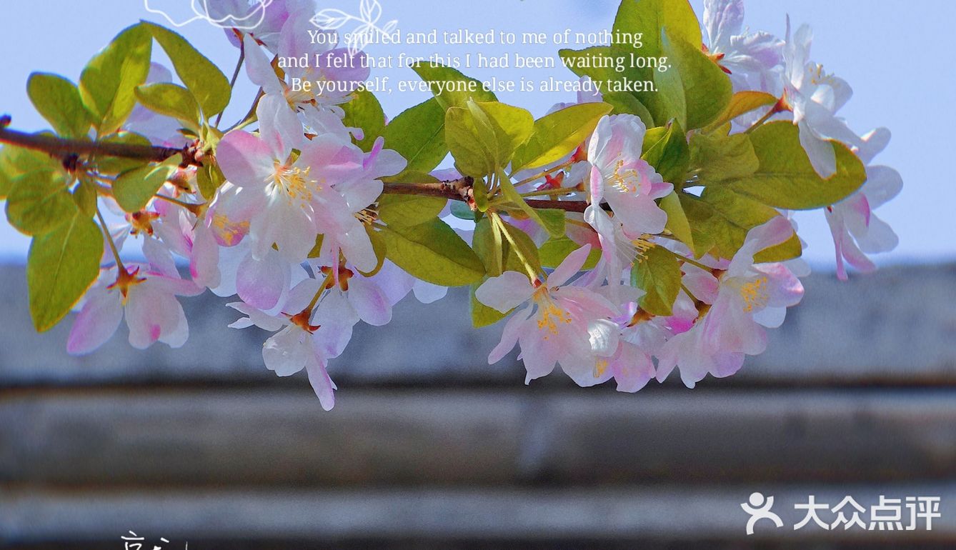 🌸京城赏花攻略|北土城地铁口，让你免费拥抱海棠花海🌷
