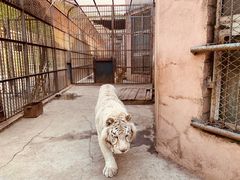 -哈尔滨北方森林动物园