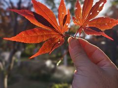 -广州市帽峰山景区
