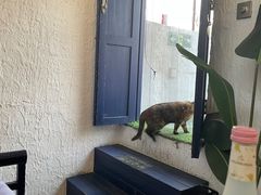 -Sirena海妖日咖夜酒