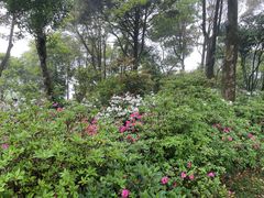 -梧桐山风景名胜区