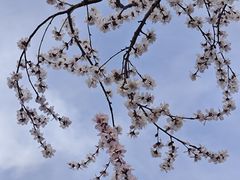-桃花堤公园