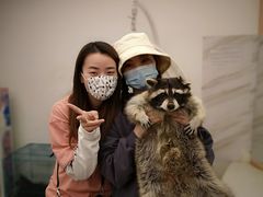 -浣熊柯尔鸭土拨鼠·电玩咖