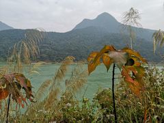 -羚羊峡古栈道森林公园