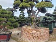 -龙大花卉苗木市场