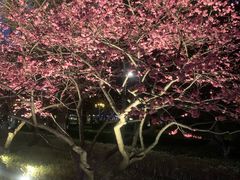 -红梅公园
