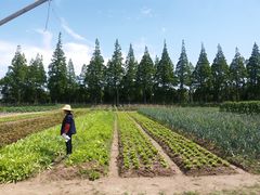 -上海长兴岛郊野公园