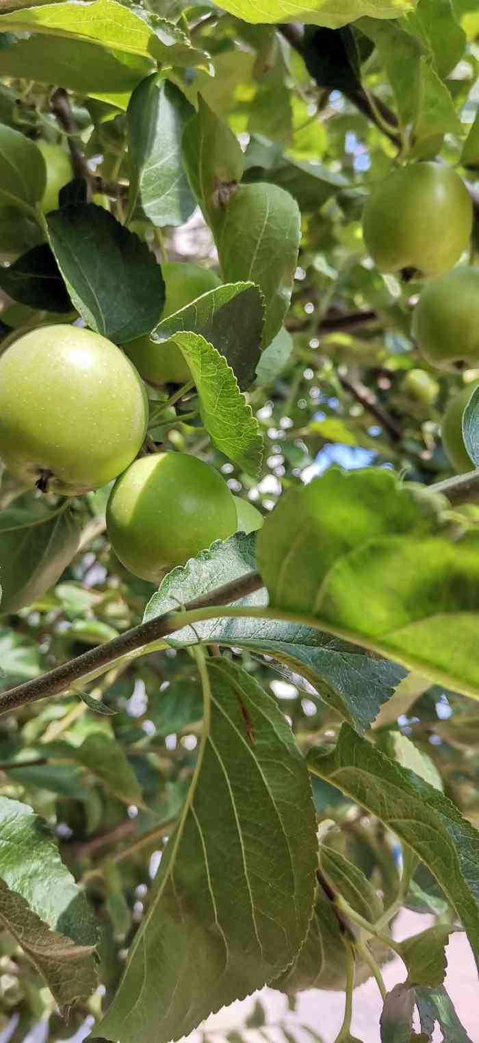 青龙苹果-"青龙,苹果.又香又甜又脆.没有污染环境,."-大众点评移动版