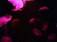 -悉尼海洋生物水族馆
